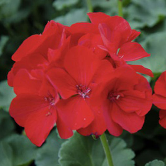 Géranium, pot de 12,5 cm