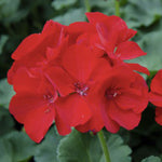 GERANIUM 5" POT