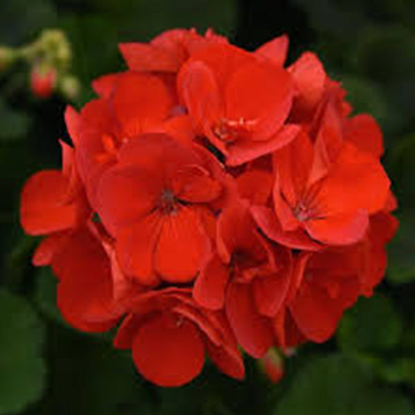 Géranium pot 5 po