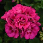 GERANIUM 5" POT