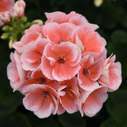 Géranium pot 5 po