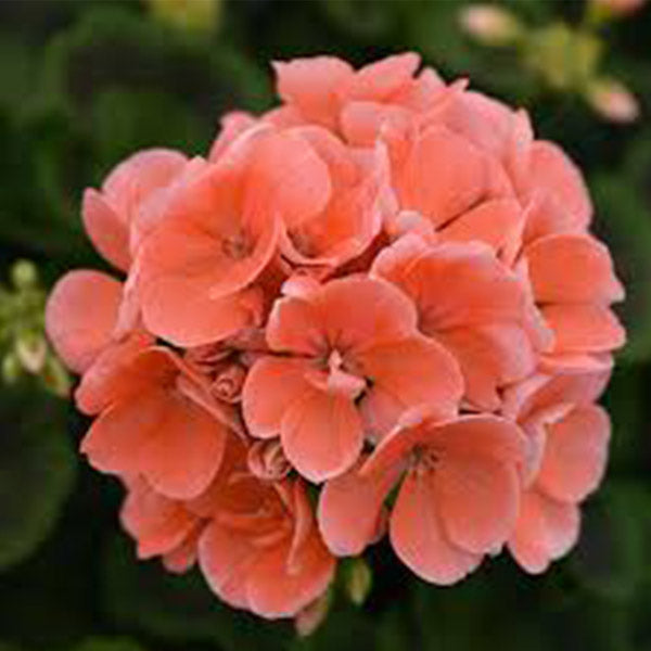 Géranium pot 5 po