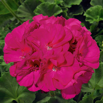 GÉRANIUM SUNRISE VIOLET (EVITA) POT 5"