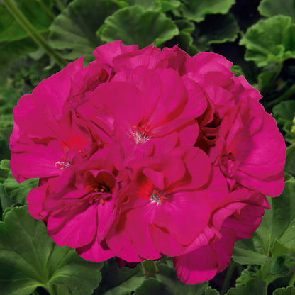 Géranium pot 5 po