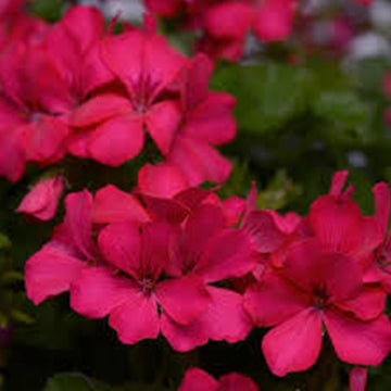 GÉRANIUM MAGENTA POT DE 12,7 CM