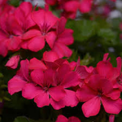 Géranium pot 5 po