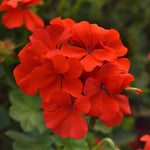 GERANIUM 5" POT