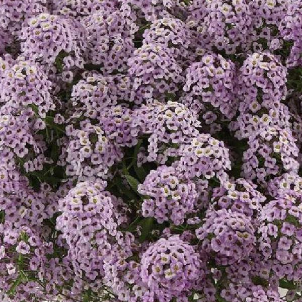 Lobularia Stream Compact Pot de 4,5 po