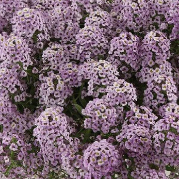VIOLET
