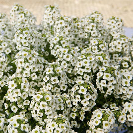 LOBULARIA STREAM COMPACT POT 4,5' 