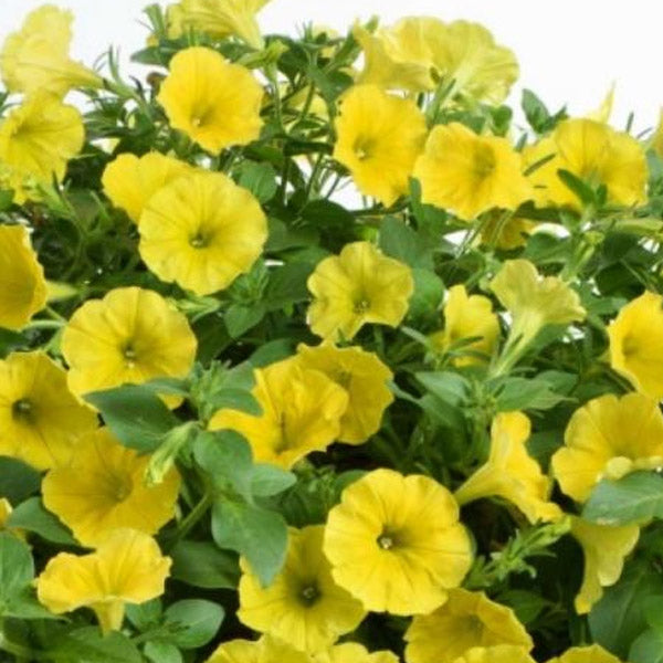 Pétunia