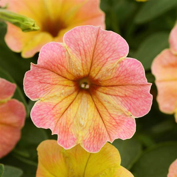 Pétunia