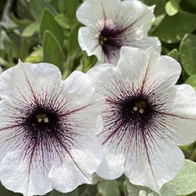 CRAZYTUNIA NOIR ET BLANC ( PANIER SUSPENDU 10" )