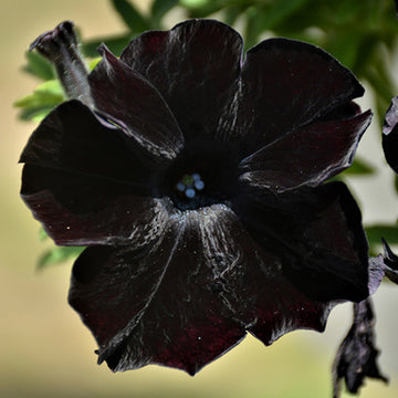 CRAZYTUNIA BLACK MAMBA ( PANIER SUSPENDU 10" )
