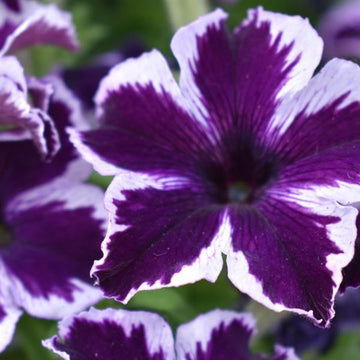 CRAZYTUNIA COSMIQUE VIOLET ( PANIER SUSPENDU 10" )