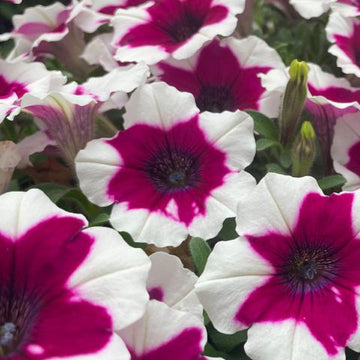 CRAZYTUNIA GLACE BERRY (BASE À SUSPENDRE 10" )