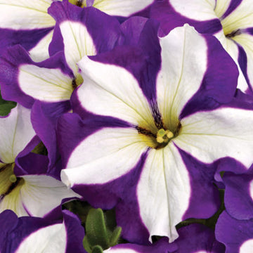 CRAZYTUNIA LUCKY LILAS ( PANIER SUSPENDU 10" )