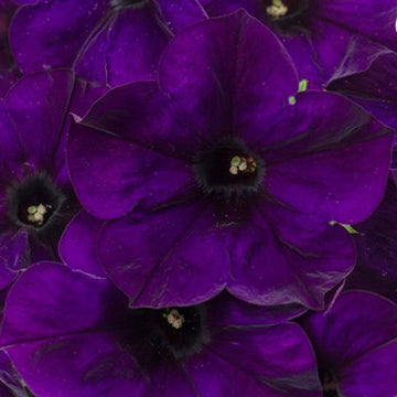 CRAZYTUNIA NIGHTWATCH ( PANIER SUSPENDU 10" )