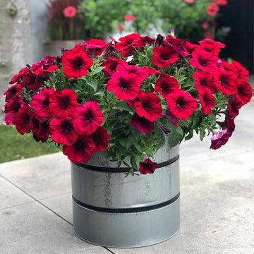 CRAZYTUNIA ROUGE BLEU ( PANIER SUSPENDU 10" )