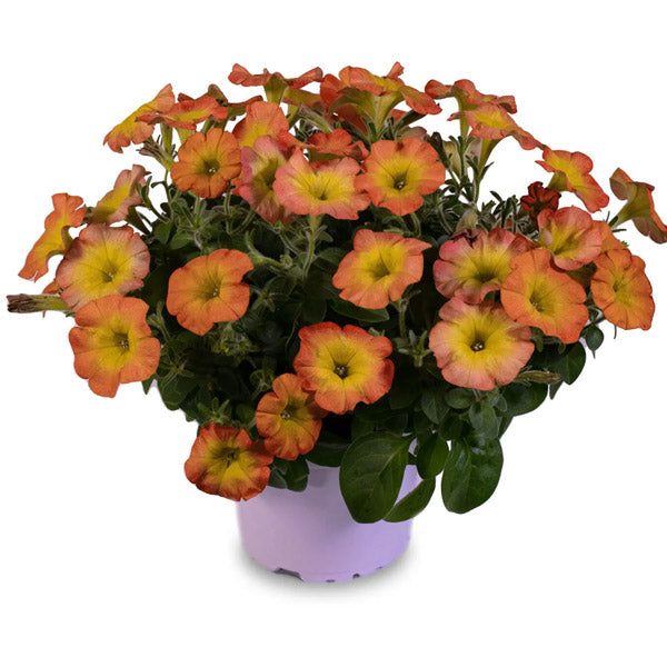 Pétunia