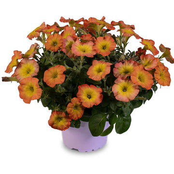 DOUCHE DE FLEURS DE PÉTUNIA RÉCOLTE D'OR (PANIER À SUSPENDRE 10" )