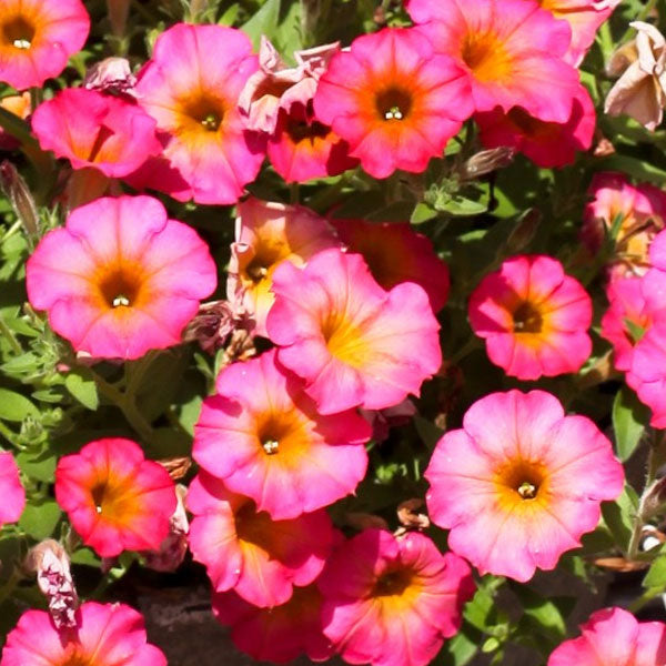 Pétunia