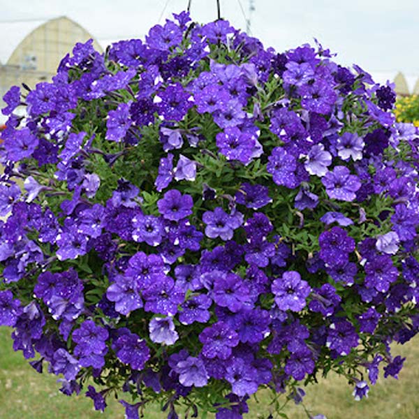Pétunia