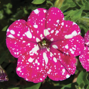 PETUNIA HEADLINER ROSE CIEL ( PANIER SUSPENDU 10" )