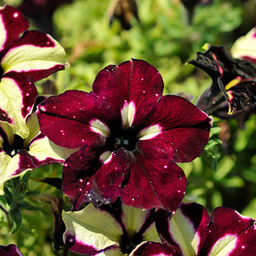 PETUNIA HEADLINER STARRY SKY BOURGOGNE ( PANIER À SUSPENDRE 10" )