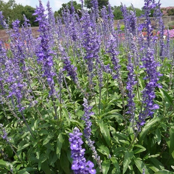 SALVIA SALLYFUN BLEU ÉMOTION POT 6"