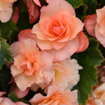 BEGONIA