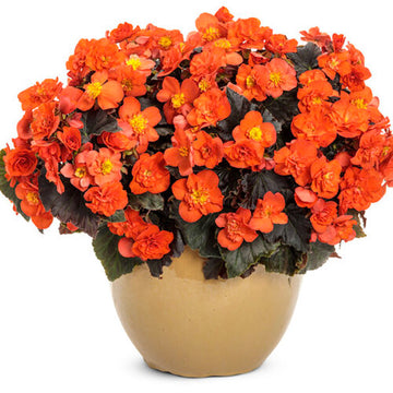 BÉGONIA SOLENIA CHOCOLAT ORANGE POT 5"