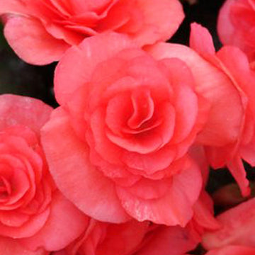 BÉGONIA SOLENIA ROSE FONCÉ POT DE 12,7 CM