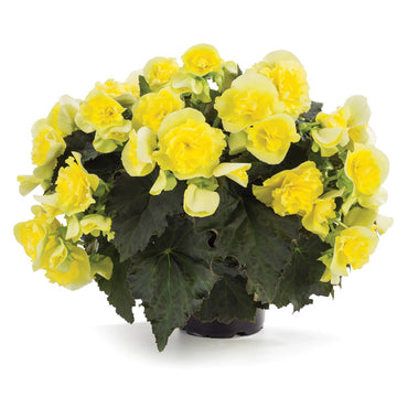 Begonia Solenia
