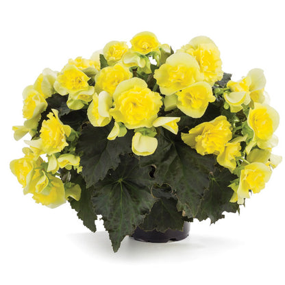 Begonia