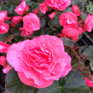 BÉGONIA SOLENIA ROSE PÂLE POT DE 5 PO