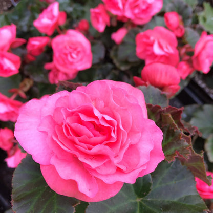 Begonia