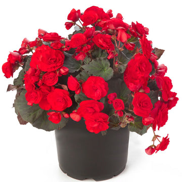 BÉGONIA SOLENIA ROUGE POT 5"