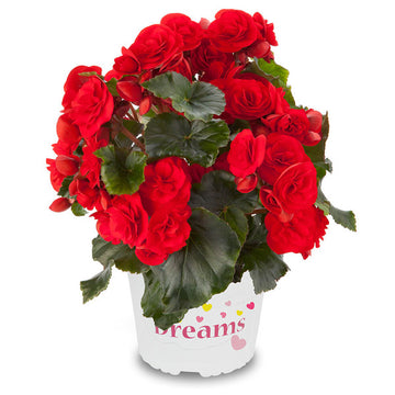 BÉGONIA SOLENIA ROUGE ORANGE POT DE 12,7 CM