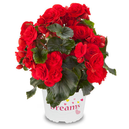 Begonia