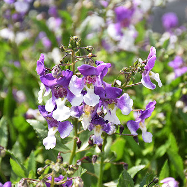 Angelonia Spp Serafina Bicolor