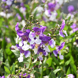 ANGELONIA SPP SERAFINA BICOLORE 