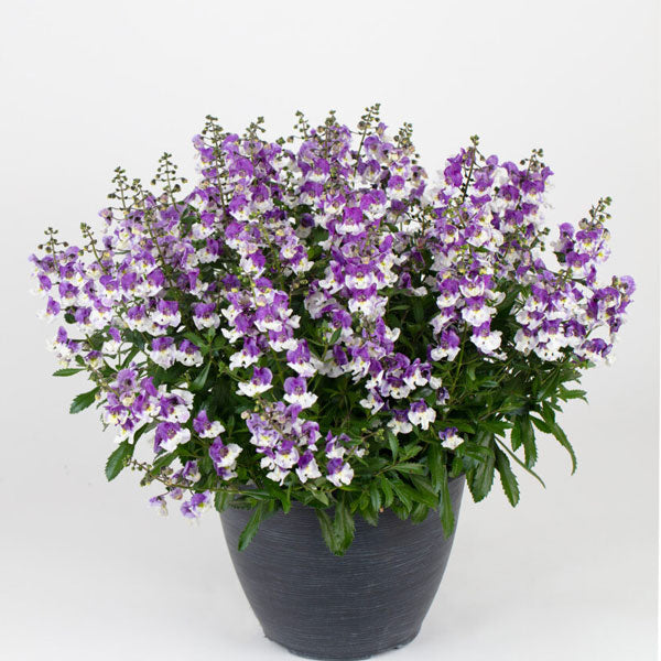 Serafina Pot de 4,5 po