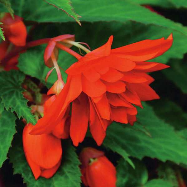 Begonia