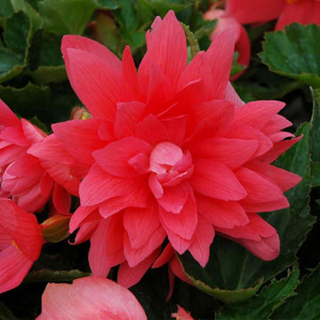 BÉGONIA BELLECONIA ROSE POT 4,5"
