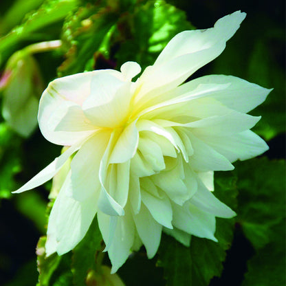 Begonia