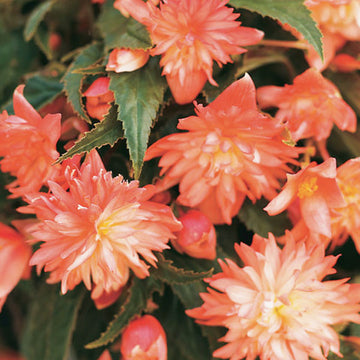 BÉGONIA BELLECONIA ORANGE PÂLE POT DE 4,5"