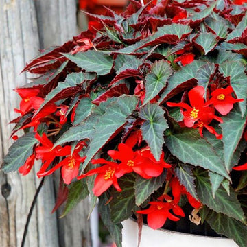 BÉGONIA SUMMERWINGS DARK ELEGANCE POT 4,5"