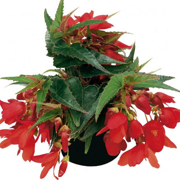 BÉGONIA SUMMERWINGS ROUGE PROFOND BÉGONIA POT DE 4.5"