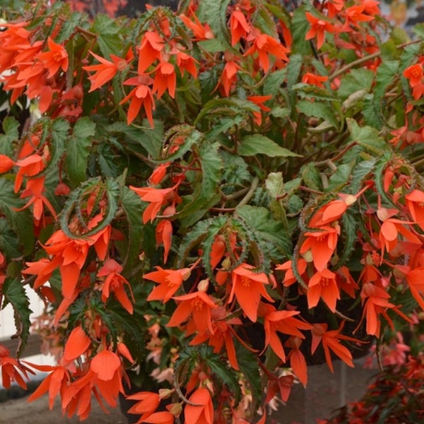 Begonia